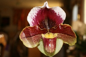 Paphiopedilum